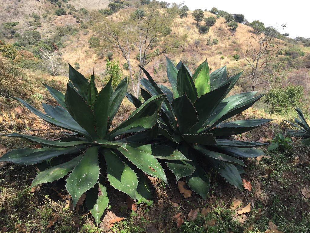 Cupreata Agave Michoacan
