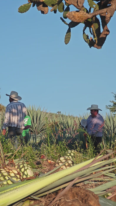 Shaping Coas during Jima (Harvest)