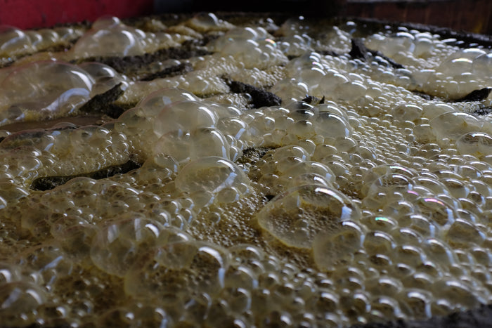 Fermentation of fresh sugar cane