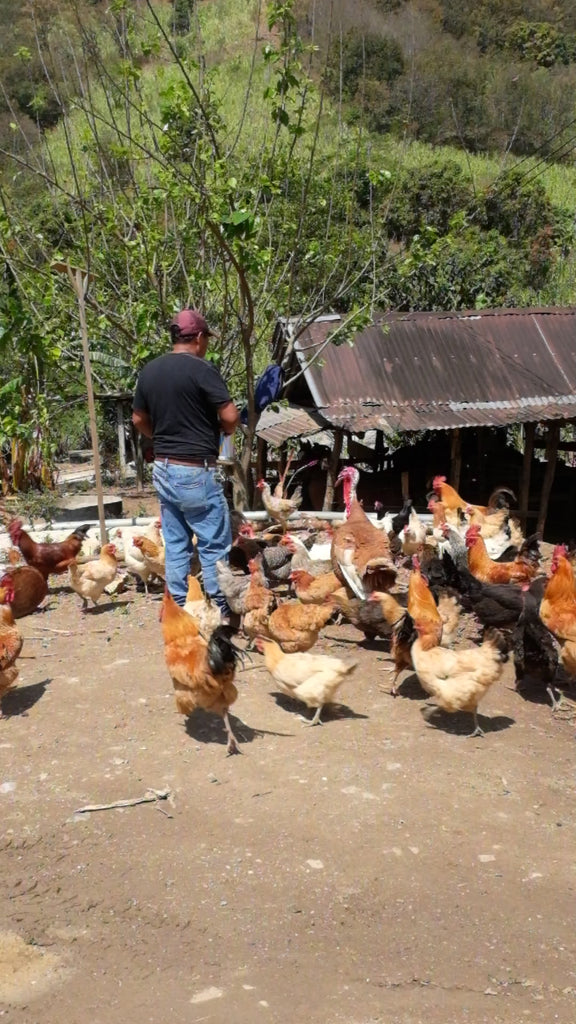 jose luis Carrera feeding corn to chicken