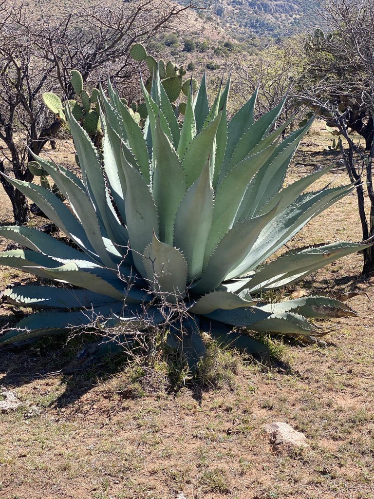 Derrumbes Durango - AGAVERABERLIN