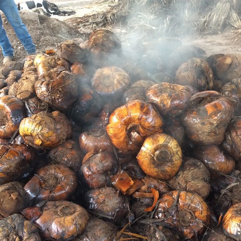 La Higuera Sotol Cedrosanum cooked plant