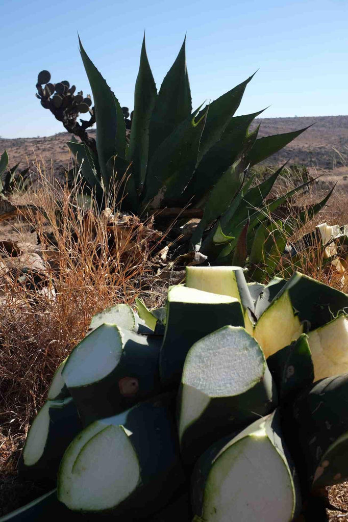Agave field with shaved agave Campanilla