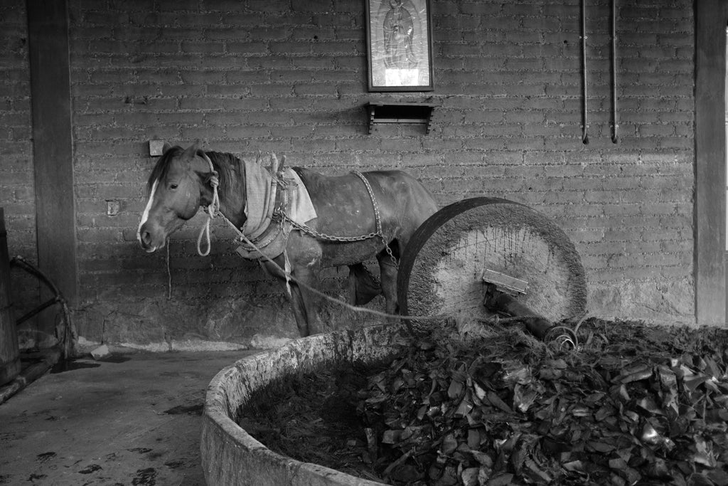 Tahona & horse milling cooked agave