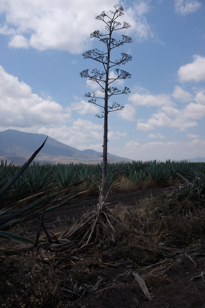 Dead Bloomed agave in field