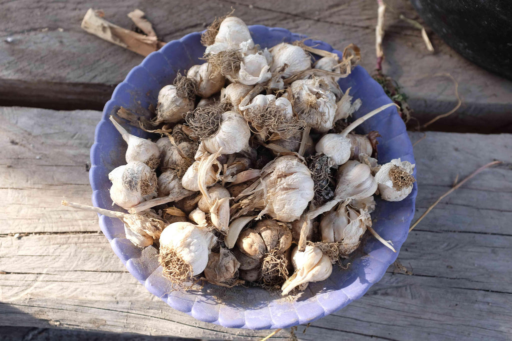 Local garlic 