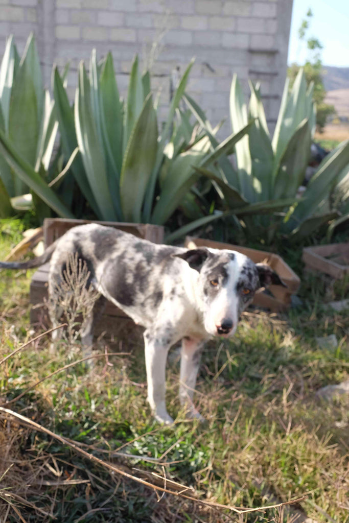 Dogo with Agaves