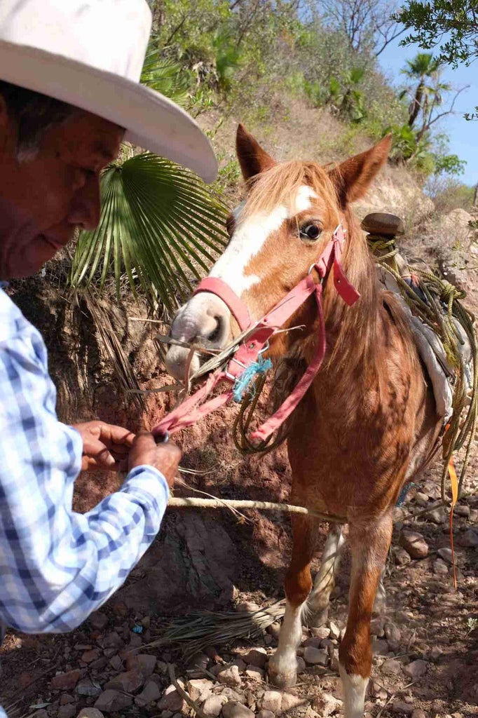 Sweet horse Aguerrido 
