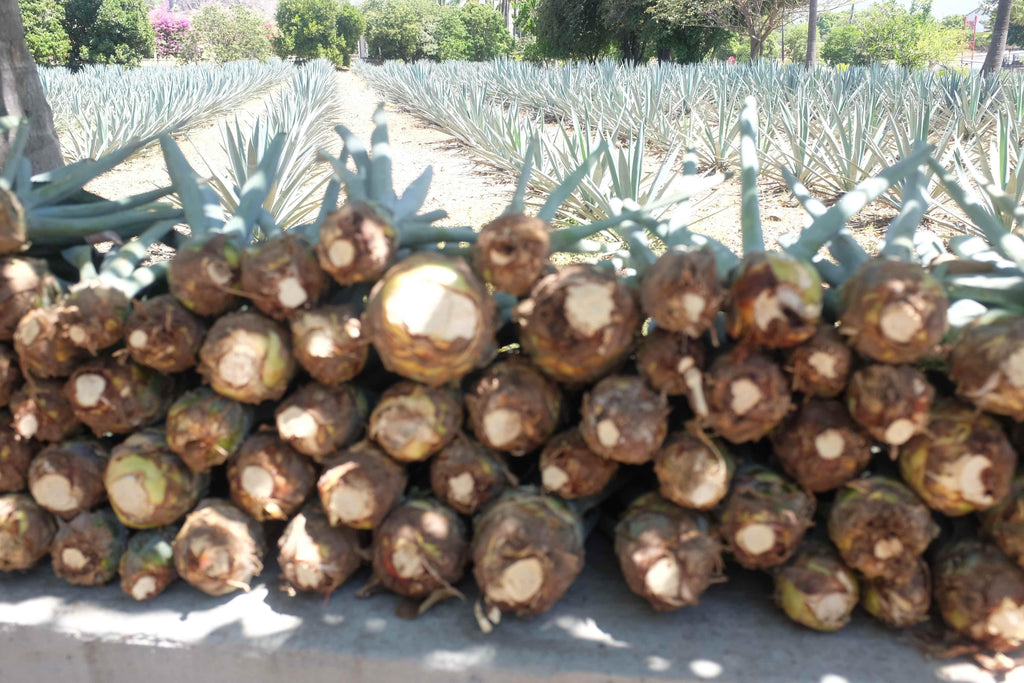 Tequila Fortaleza Blanco baby agaves, they sort them in size as limon, naranja & toronja according to size
