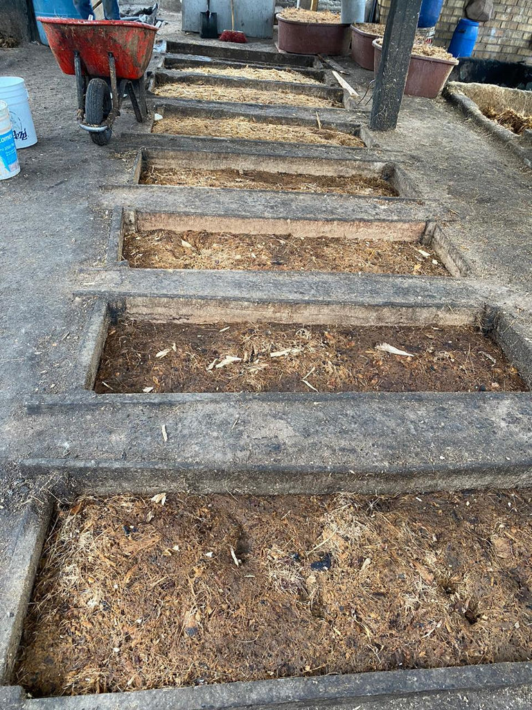 Fermentation Derrumbes Durango - AGAVERABERLIN