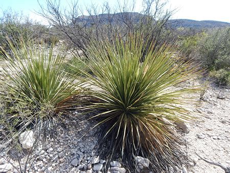 La Higuera Sotol leiophyllum