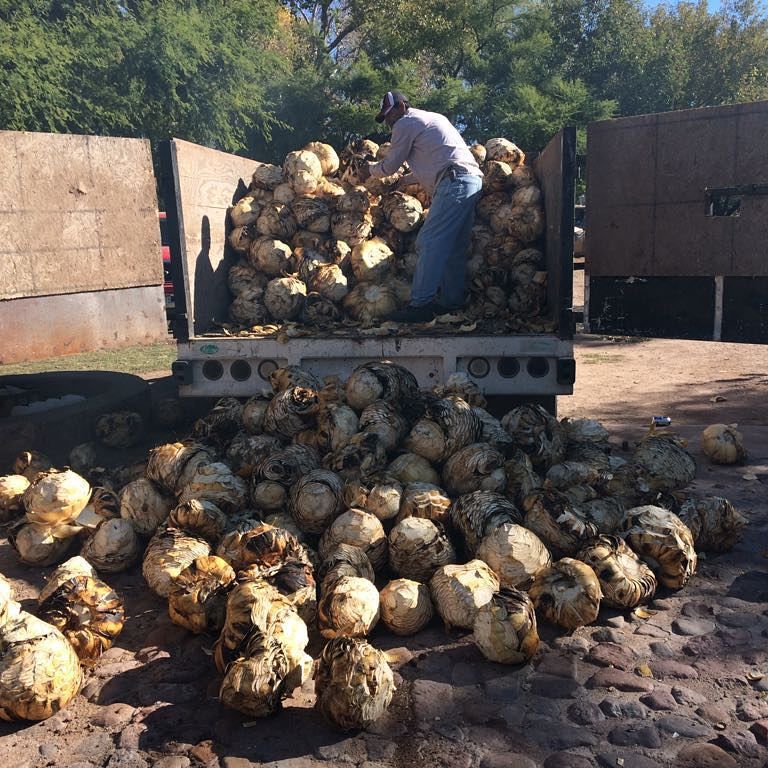 La Higuera Sotol Cedrosanum unloading truck