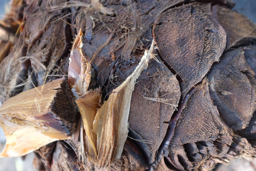 La venenosa Raicilla Sierra Sur Cooked agave close up
