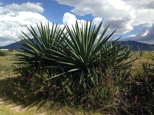 Madrecuixe Agave