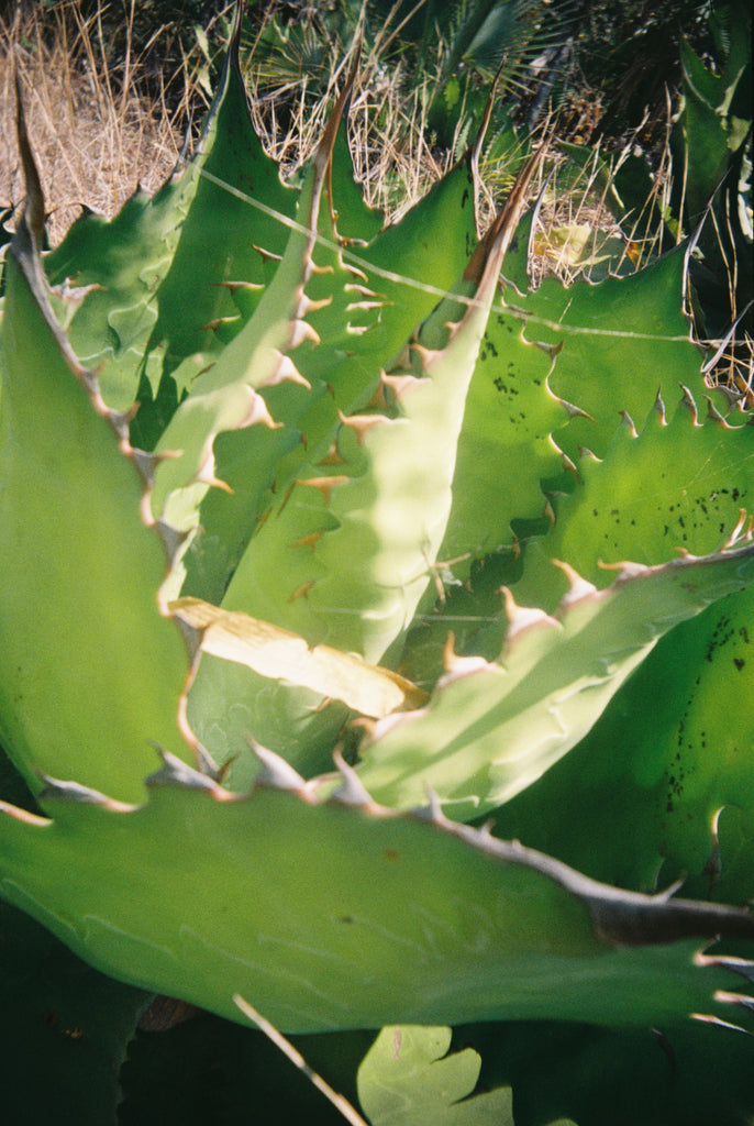 Analog picture Agave Cupreata