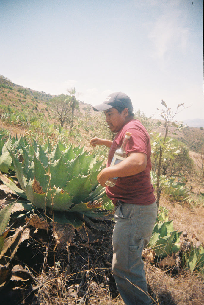 Don Vicencio on the cupreata fields