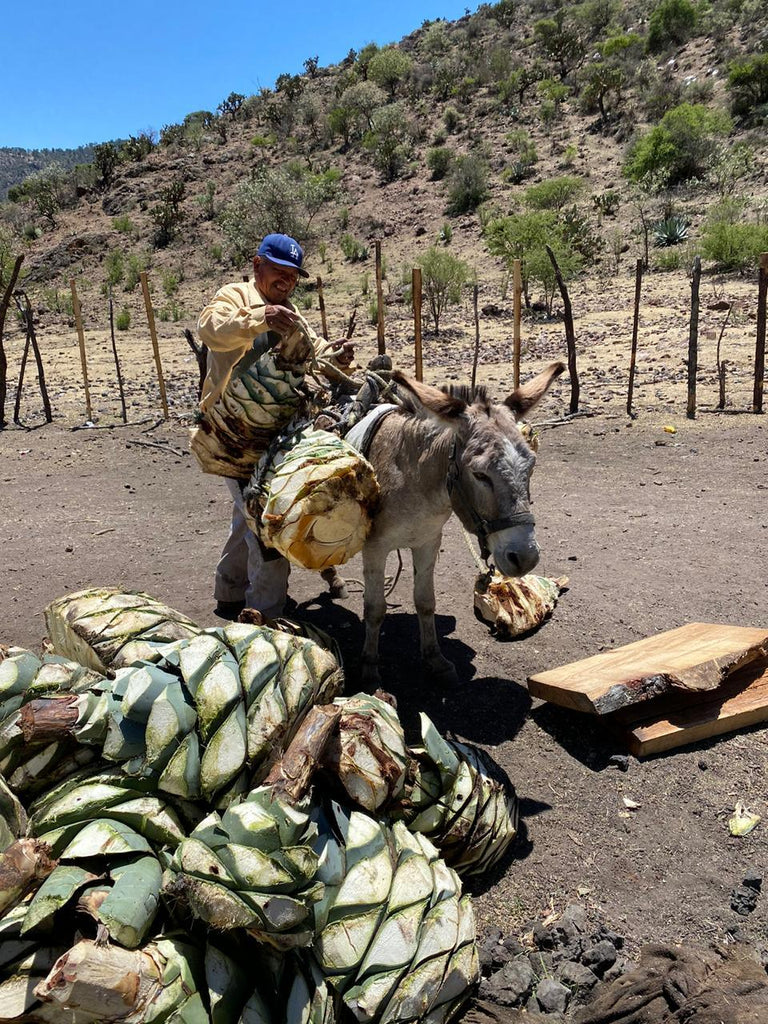 Unloading donkey of Agave burden Derrumbes Durango 