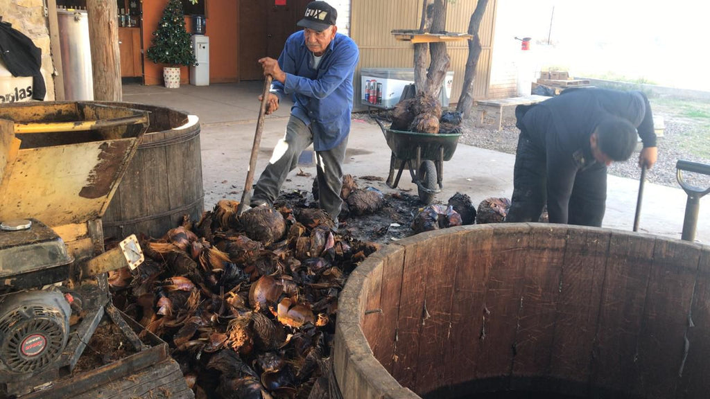 La Higuera Sotol leiophyllum Mashing