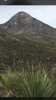 La Higuera Sotol Cedrosanum in the wild