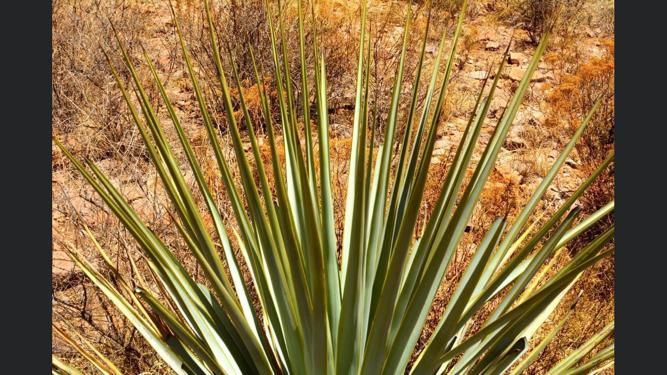 La Higuera Sotol Cedrosanum plant