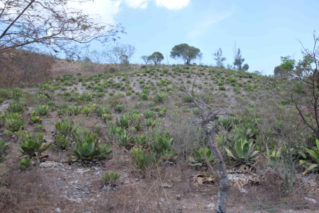 Agave Field Aguerrido wide