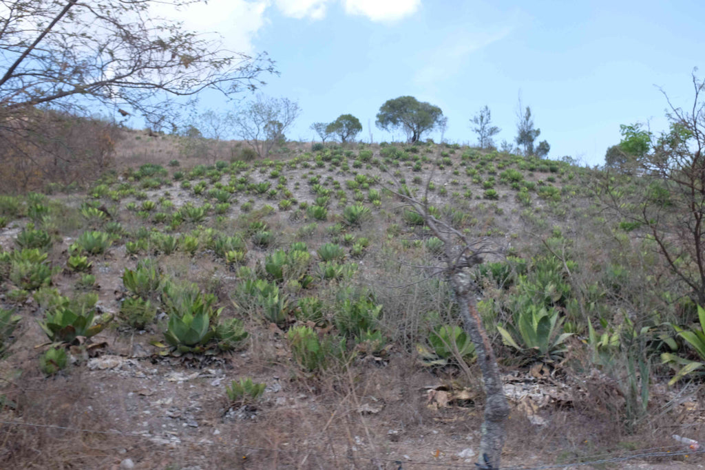 Agave Field Aguerrido wide