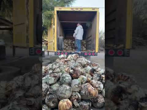 La Higuera Sotol leiophyllum Truck unload