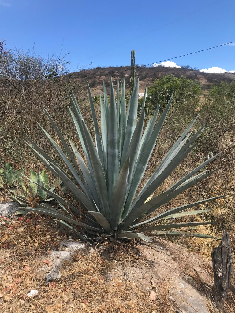 Tequilana Weber Agave